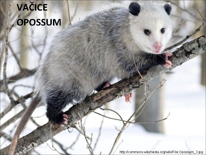 VAČICE OPOSSUM http: //commons. wikimedia. org/wiki/File: Opossum_3. jpg 