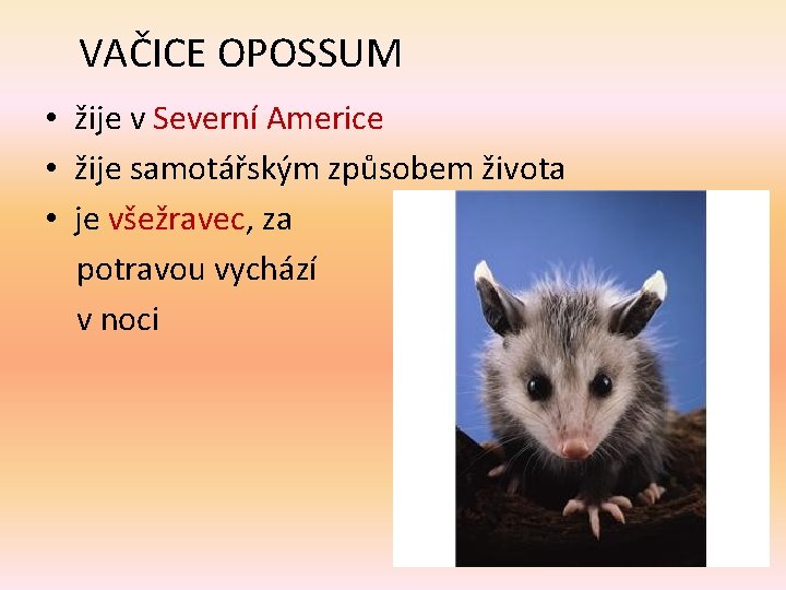 VAČICE OPOSSUM • žije v Severní Americe • žije samotářským způsobem života • je