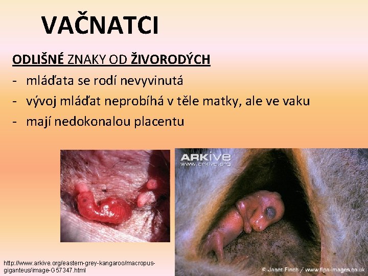 VAČNATCI ODLIŠNÉ ZNAKY OD ŽIVORODÝCH - mláďata se rodí nevyvinutá - vývoj mláďat neprobíhá