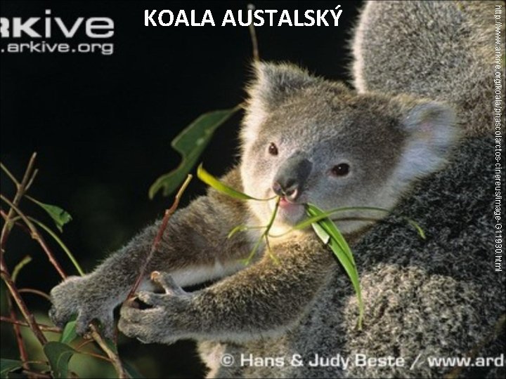 http: //www. arkive. org/koala/phascolarctos-cinereus/image-G 11930. html KOALA AUSTALSKÝ 