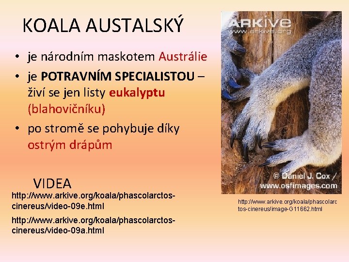 KOALA AUSTALSKÝ • je národním maskotem Austrálie • je POTRAVNÍM SPECIALISTOU – živí se