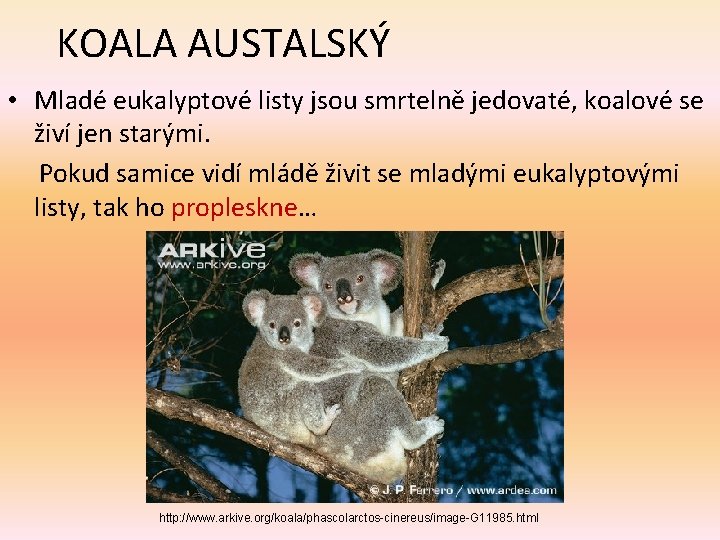 KOALA AUSTALSKÝ • Mladé eukalyptové listy jsou smrtelně jedovaté, koalové se živí jen starými.