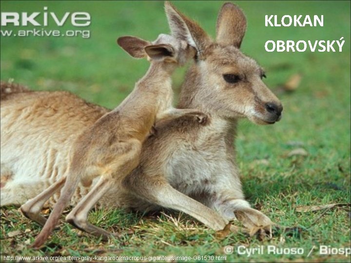 KLOKAN OBROVSKÝ http: //www. arkive. org/eastern-grey-kangaroo/macropus-giganteus/image-G 61530. html 