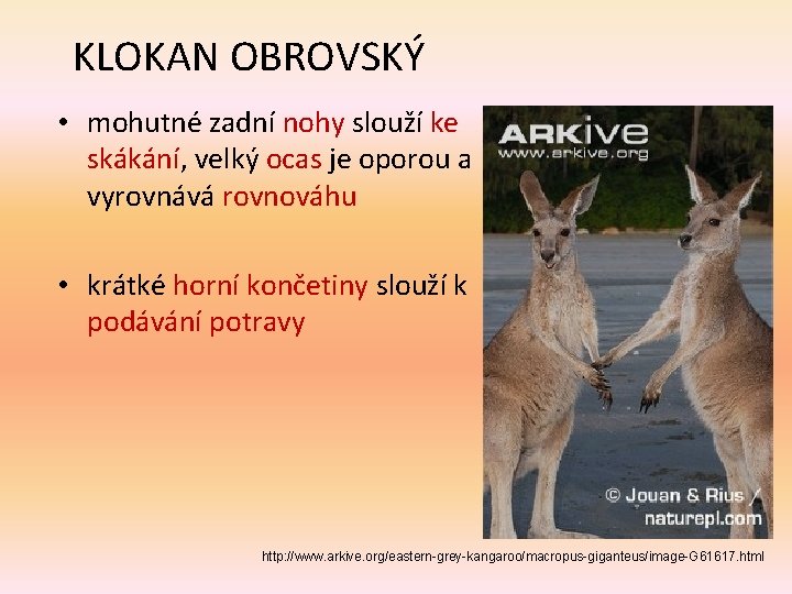 KLOKAN OBROVSKÝ • mohutné zadní nohy slouží ke skákání, velký ocas je oporou a