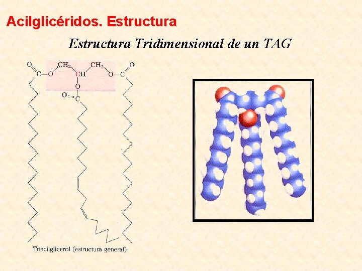 Acilglicéridos. Estructura Tridimensional de un TAG 