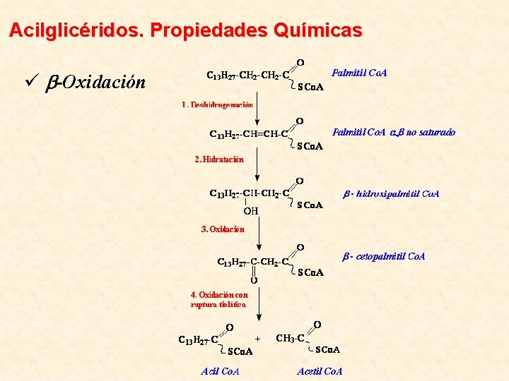 Acilglicéridos. Propiedades Químicas ü b-Oxidación 