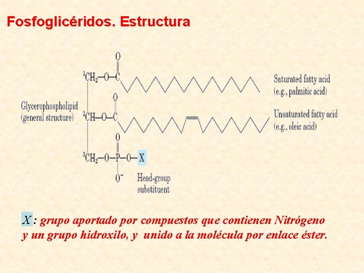 Fosfoglicéridos. Estructura X : grupo aportado por compuestos que contienen Nitrógeno y un grupo