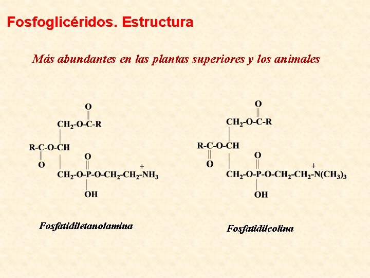 Fosfoglicéridos. Estructura Más abundantes en las plantas superiores y los animales Fosfatidiletanolamina Fosfatidilcolina 