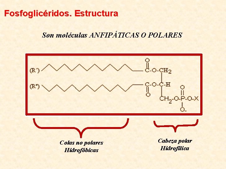 Fosfoglicéridos. Estructura Son moléculas ANFIPÁTICAS O POLARES Colas no polares Hidrofóbicas Cabeza polar Hidrofílica