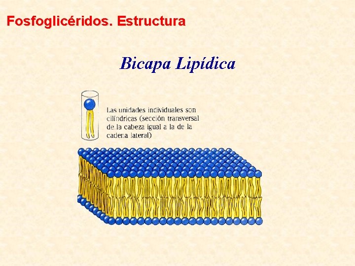 Fosfoglicéridos. Estructura Bicapa Lipídica 