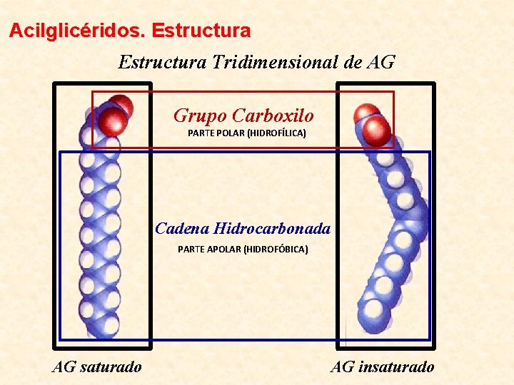 Acilglicéridos. Estructura Tridimensional de AG Grupo Carboxilo PARTE POLAR (HIDROFÍLICA) Cadena Hidrocarbonada PARTE APOLAR