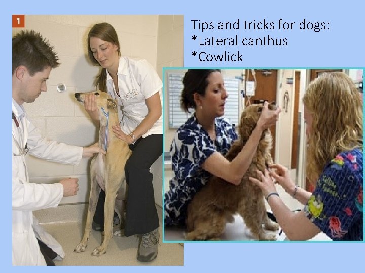 Tips and tricks for dogs: *Lateral canthus *Cowlick 