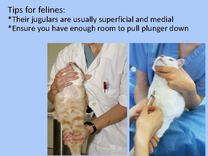 Tips for felines: *Their jugulars are usually superficial and medial *Ensure you have enough
