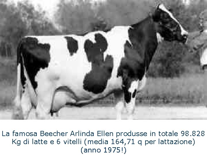 La famosa Beecher Arlinda Ellen produsse in totale 98. 828 Kg di latte e