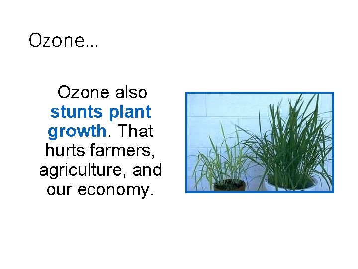 Ozone… Ozone also stunts plant growth. That hurts farmers, agriculture, and our economy. 