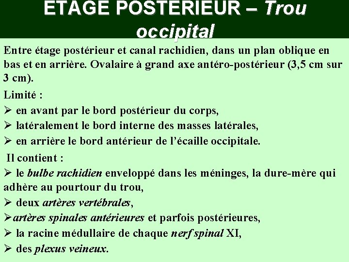 ETAGE POSTERIEUR – Trou occipital Entre étage postérieur et canal rachidien, dans un plan