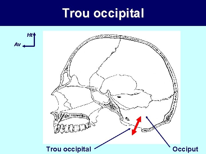 Trou occipital Ht Av Trou occipital Occiput 