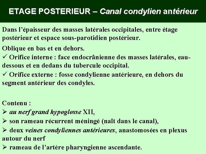 ETAGE POSTERIEUR – Canal condylien antérieur Dans l’épaisseur des masses latérales occipitales, entre étage