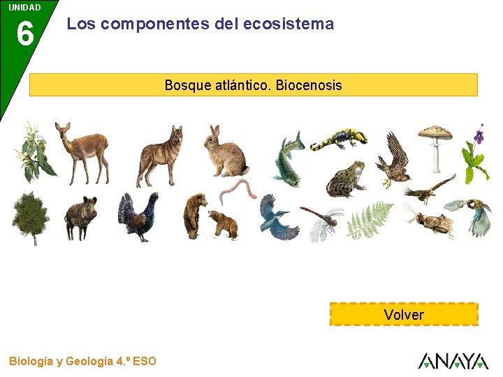 UNIDAD 6 Los componentes del ecosistema Bosque atlántico. Biocenosis Volver Biología y Geología 4.