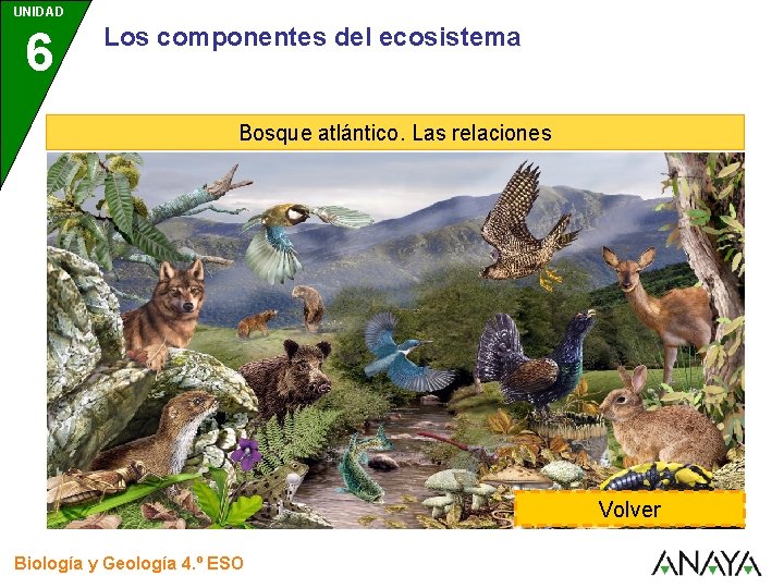 UNIDAD 6 Los componentes del ecosistema Bosque atlántico. Las relaciones Volver Biología y Geología