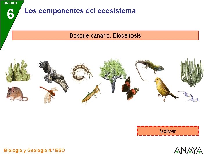 UNIDAD 6 Los componentes del ecosistema Bosque canario. Biocenosis Volver Biología y Geología 4.