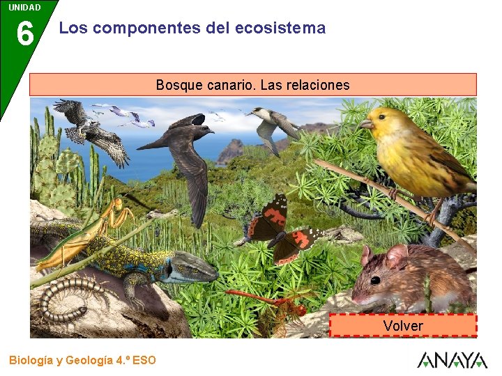 UNIDAD 6 Los componentes del ecosistema Bosque canario. Las relaciones Volver Biología y Geología