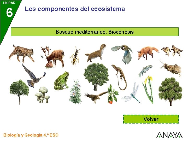 UNIDAD 6 Los componentes del ecosistema Bosque mediterráneo. Biocenosis Volver Biología y Geología 4.
