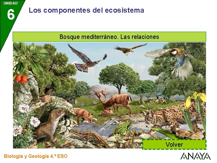 UNIDAD 6 Los componentes del ecosistema Bosque mediterráneo. Las relaciones Volver Biología y Geología