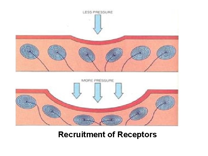 Recruitment of Receptors 