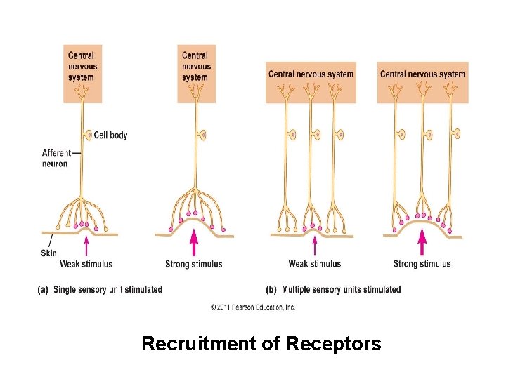 Recruitment of Receptors 