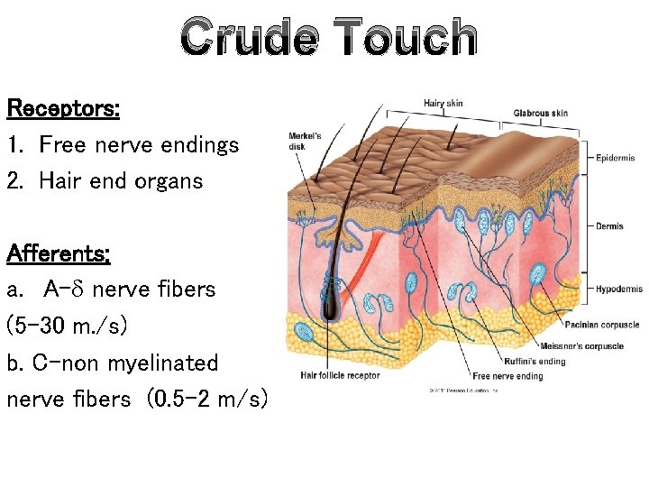 Crude Touch Receptors: 1. Free nerve endings 2. Hair end organs Afferents: a. A-