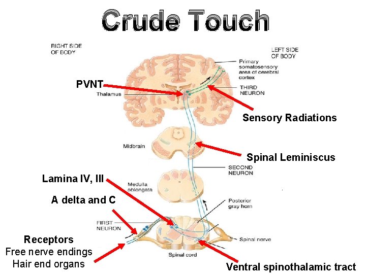 Crude Touch PVNT Sensory Radiations Spinal Leminiscus Lamina IV, III A delta and C