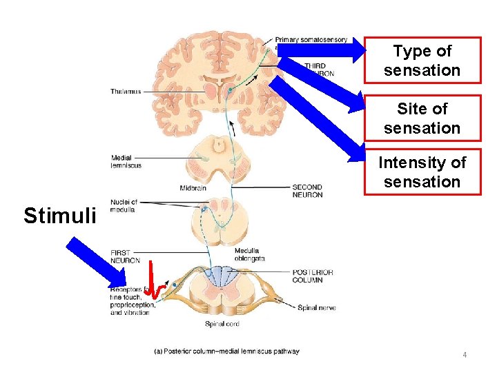 Type of sensation Site of sensation Intensity of sensation Stimuli 4 