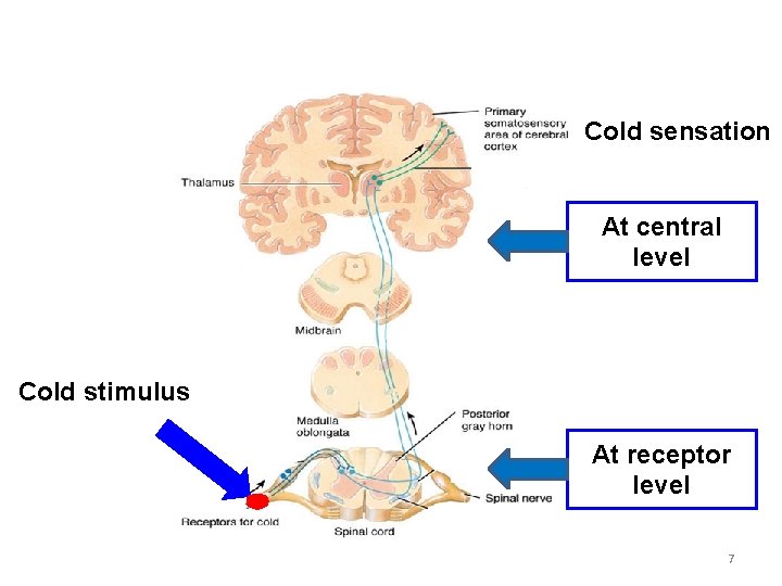 Cold sensation At central level Cold stimulus At receptor level 7 