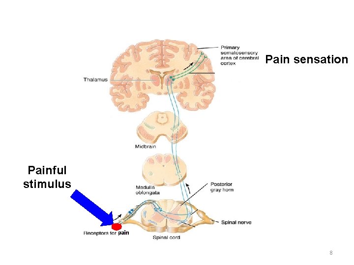 Pain sensation Painful stimulus 8 