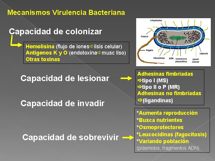 Mecanismos Virulencia Bacteriana Capacidad de colonizar Hemolisina (flujo de iones lisis celular) Antígenos K