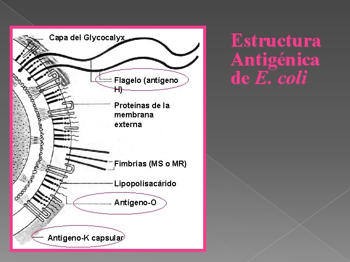 Capa del Glycocalyx Flagelo (antígeno H) Proteínas de la membrana externa Fimbrias (MS o