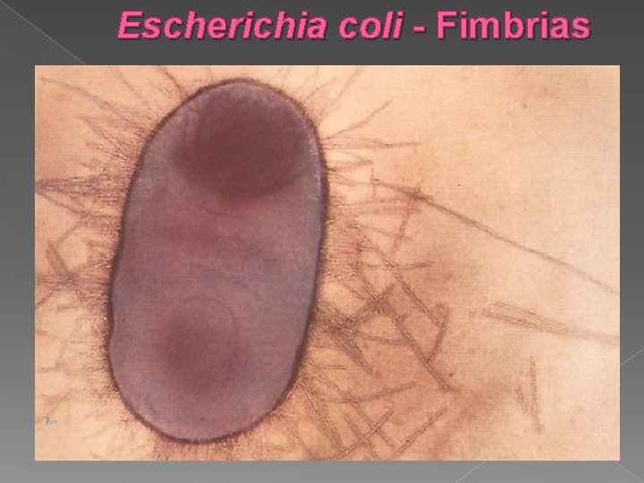 Escherichia coli - Fimbrias 
