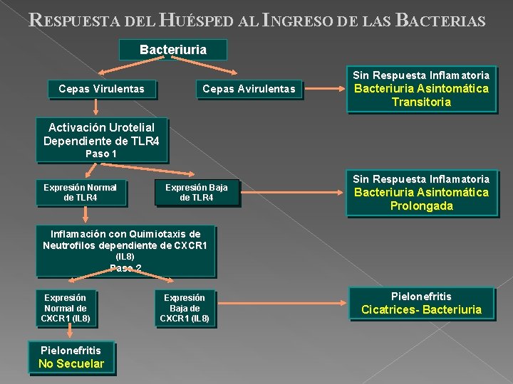 RESPUESTA DEL HUÉSPED AL INGRESO DE LAS BACTERIAS Bacteriuria Sin Respuesta Inflamatoria Cepas Virulentas