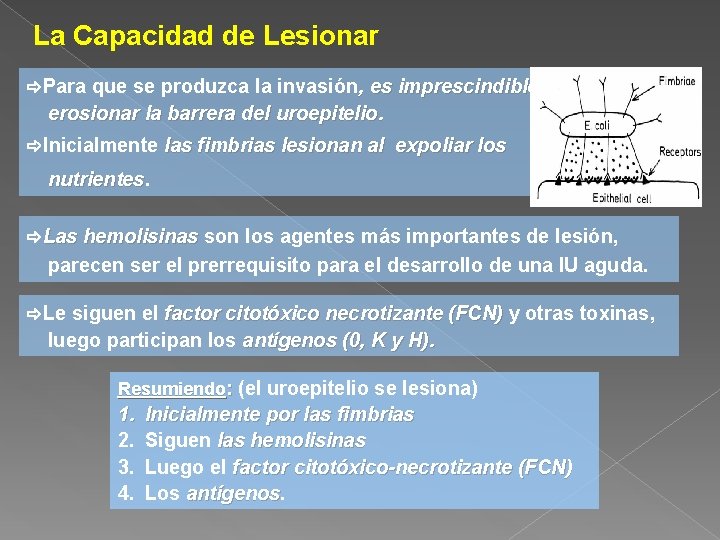 La Capacidad de Lesionar Para que se produzca la invasión, es imprescindible erosionar la