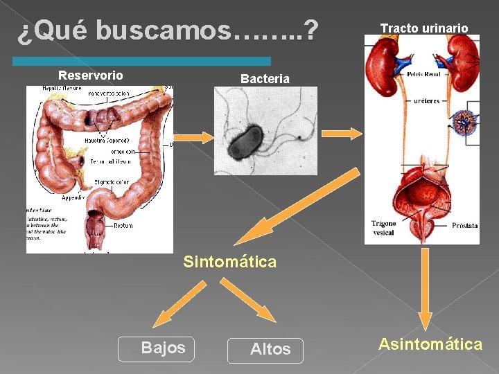 ¿Qué buscamos……. . ? Reservorio Tracto urinario Bacteria Sintomática Bajos Altos Asintomática 