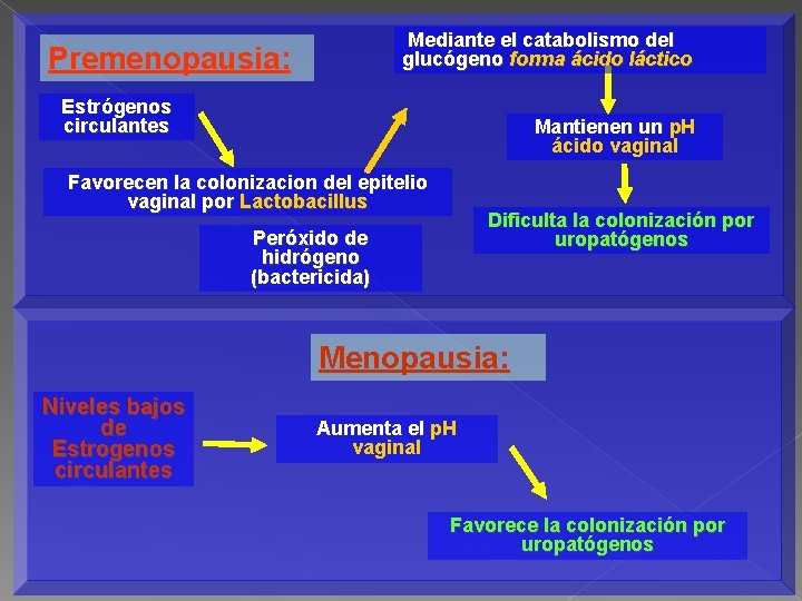 Mediante el catabolismo del glucógeno forma ácido láctico Premenopausia: Estrógenos circulantes Mantienen un p.