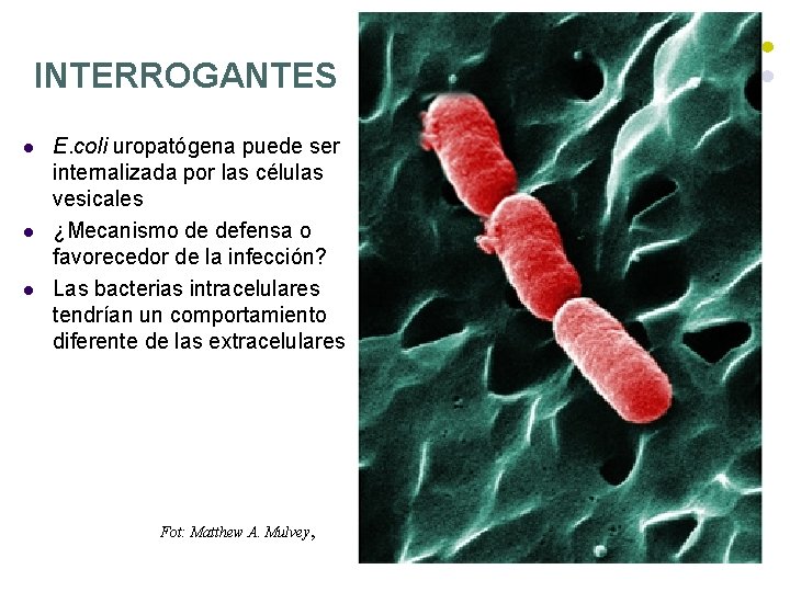 INTERROGANTES l l l E. coli uropatógena puede ser internalizada por las células vesicales