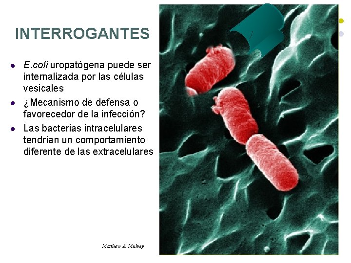 INTERROGANTES l l l E. coli uropatógena puede ser internalizada por las células vesicales