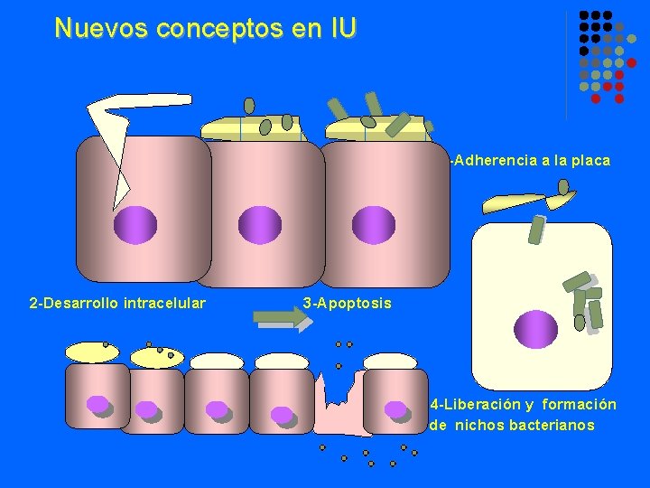 Nuevos conceptos en IU 1 -Adherencia a la placa 2 -Desarrollo intracelular 3 -Apoptosis