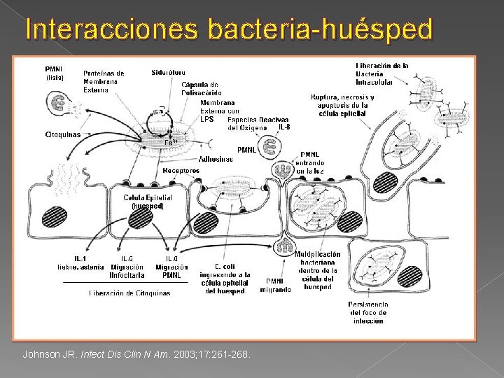 Interacciones bacteria-huésped Johnson JR. Infect Dis Clin N Am. 2003; 17: 261 -268. 