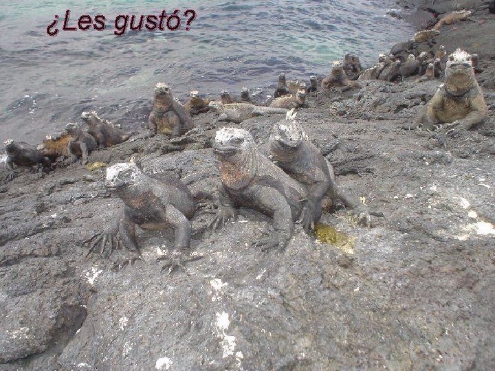 ¿Les gustó? 