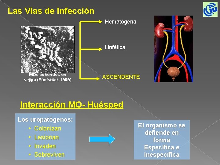 Las Vías de Infección Hematógena Linfática MOs adheridos en vejiga (Fünfstück-1999) ASCENDENTE Interacción MO-