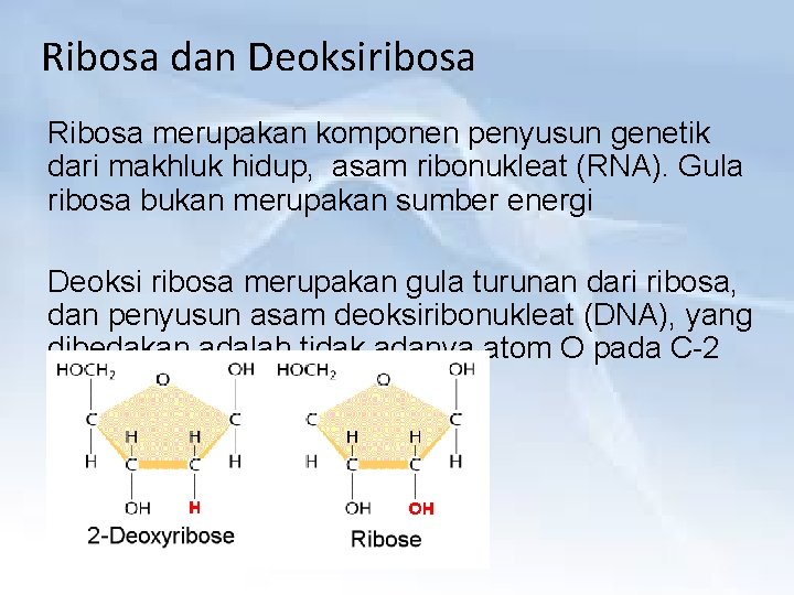 Ribosa dan Deoksiribosa Ribosa merupakan komponen penyusun genetik dari makhluk hidup, asam ribonukleat (RNA).