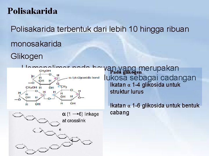 Polisakarida terbentuk dari lebih 10 hingga ribuan monosakarida Glikogen Homopolimer pada hewan yang merupakan